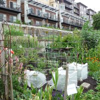 Urban farming in Seattle